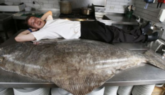 Bạn đã từng thấy cá bơn lưỡi ngựa nặng 77 kg bao giờ chưa?