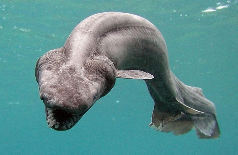 Điểm danh các loài sinh vật lớn nhất dưới đại dương