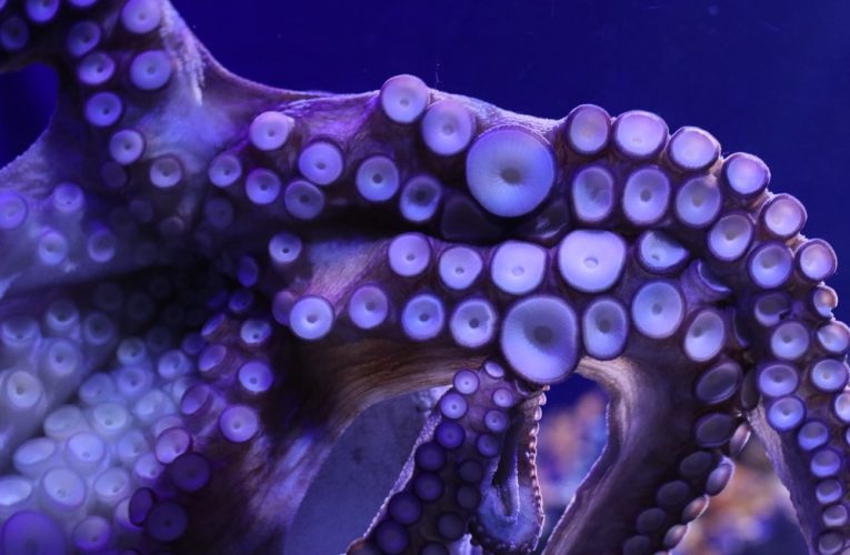 Giải mã bí ẩn máu của “quái vật biển cả” có màu xanh