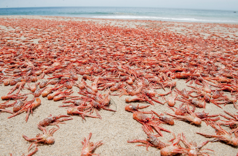 Hàng triệu cua đỏ chết do sự khác thường của dòng hải lưu