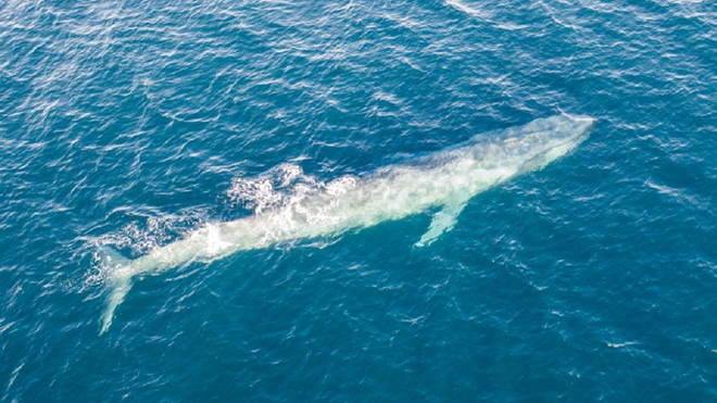 Khám phá quần thể cá voi xanh bí ẩn nhờ máy dò bom hạt nhân