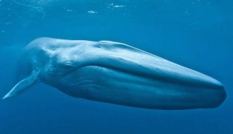 Ngạc nhiên với phát hiện cá voi trước đây là một loại động vật trên cạn