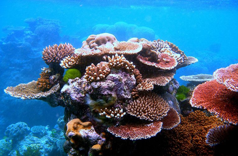 Những điều chưa biết về san hô