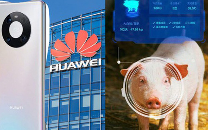 Lý do Huawei chuyển sang nuôi lợn bằng AI