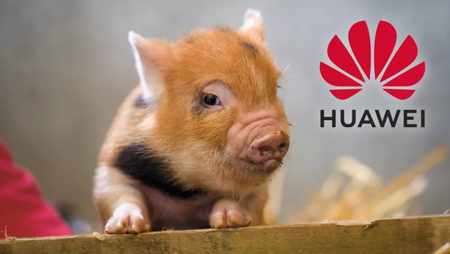 Huawei nuôi lợn