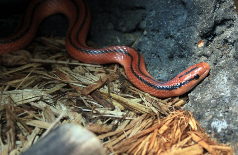 Quần thể 1.300 con rắn sọc được phát hiện gần sân bay