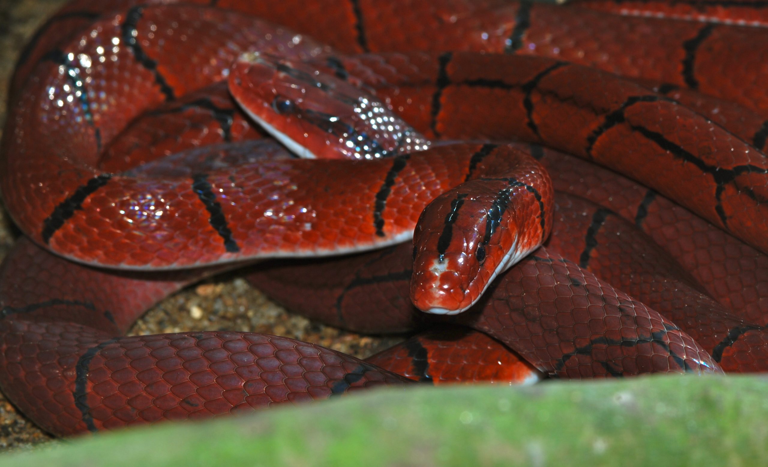 Đặc điểm của loài rắn sọc
