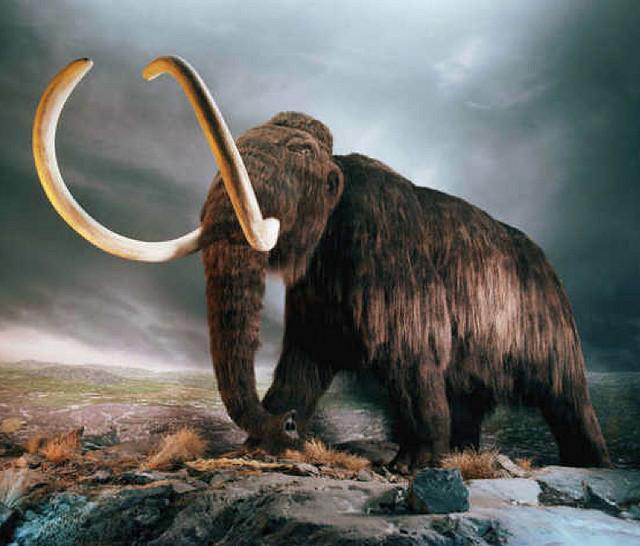 Tiết lộ về kỷ băng hà thông qua vòng tròn xương voi ma mút khổng lồ