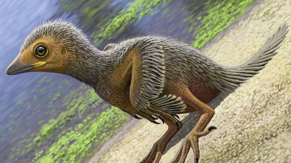 Tìm ra loài chim dùng đá quý làm thức ăn và sống cùng thời với khủng long