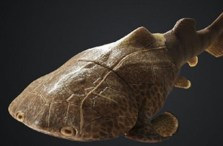Xuất hiện hóa thạch loài cá da phiến có da “bọc thép” tại Trung Quốc